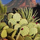 Desert Dream